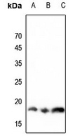 Histone H3 (MonoMethyl-K36) Antibody