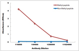 Histone H3 (MonoMethyl-K36) Antibody