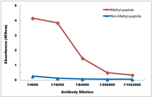 Histone H3 (TriMethyl-K27) Antibody