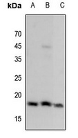 Histone H3 (MonoMethyl-K9) Antibody