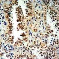 Histone H3 (MonoMethyl-K9) Antibody