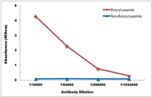 Histone H3 (Butyryl-K18) Antibody