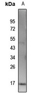 Histone H3 (Acetyl-K115) Antibody