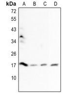 Histone H3 Antibody