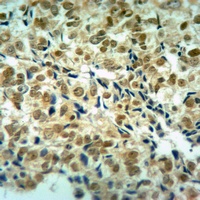 Histone H3 Antibody