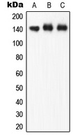 eNOS (Phospho-S1177) Rabbit Polyclonal Antibody