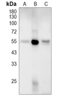 CD274 Rat Monoclonal Antibody