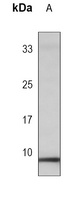 PLM (Phospho-S68) Mouse Monoclonal Antibody