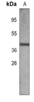 ATG4B Mouse Monoclonal Antibody