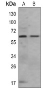 IRSp53 Antibody