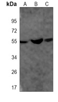 SUFU Mouse Monoclonal Antibody