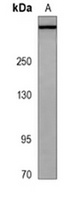 LRP1B Mouse Monoclonal Antibody