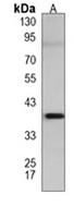 GDE1 Antibody