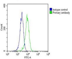 RAB20 Mouse Monoclonal Antibody