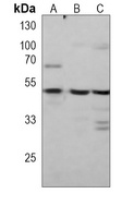 CBX8 Mouse Monoclonal Antibody