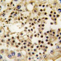 LIN28A Mouse Monoclonal Antibody