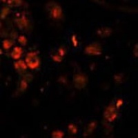 LIN28A Mouse Monoclonal Antibody