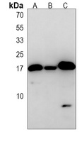 LC3A/B Mouse Monoclonal Antibody