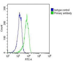 RAB1B Mouse Monoclonal Antibody