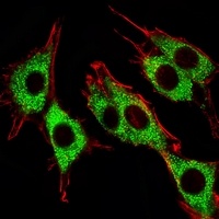 PINK1 Mouse Monoclonal Antibody