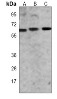 CRMP-5 Mouse Monoclonal Antibody