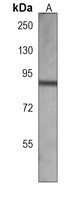 Aconitase 2 Mouse Monoclonal Antibody