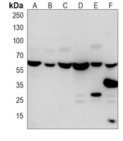 BBS4 Mouse Monoclonal Antibody