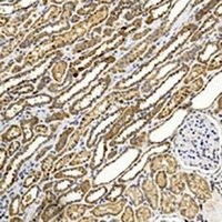 BBS4 Mouse Monoclonal Antibody