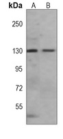 SIRT1 Mouse Monoclonal Antibody