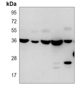 WBP2 Mouse Monoclonal Antibody
