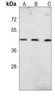 DPF2 Antibody