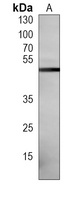 ATG4A Mouse Monoclonal Antibody