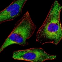 ATG4A Mouse Monoclonal Antibody