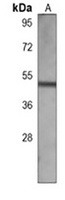 BLNK Antibody
