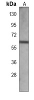 ERK7 Mouse Monoclonal Antibody