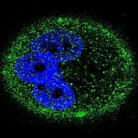 ERK7 Mouse Monoclonal Antibody