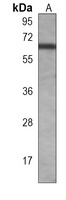 cGAS Mouse Monoclonal Antibody