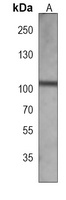 GLK Mouse Monoclonal Antibody