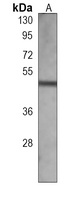 ATG4D Mouse Monoclonal Antibody