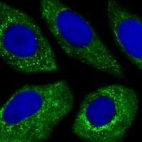 ATG4D Mouse Monoclonal Antibody