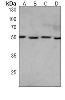 ULK3 Mouse Monoclonal Antibody