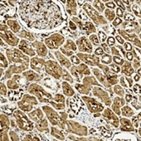 ULK3 Mouse Monoclonal Antibody