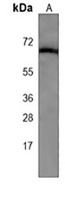 ATG16L1 Mouse Monoclonal Antibody