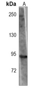 HIF1 alpha Mouse Monoclonal Antibody