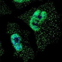 HUR Mouse Monoclonal Antibody
