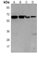 CaMK2 beta Mouse Monoclonal Antibody