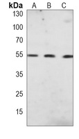 PPAR alpha Mouse Monoclonal Antibody