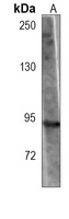 TLE1 Mouse Monoclonal Antibody