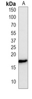 Histone H3 (Phospho-S10) Mouse Monoclonal Antibody