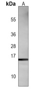 Histone H3 Mouse Monoclonal Antibody